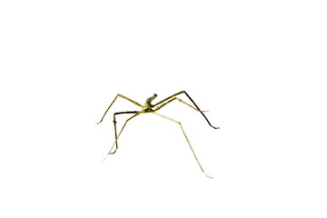 Annam Stick Insect. Annam Walking Stick.