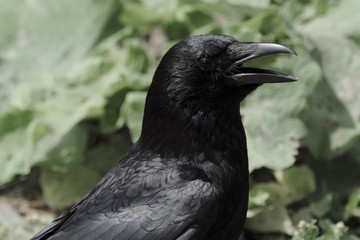 Krähe - Stockfoto