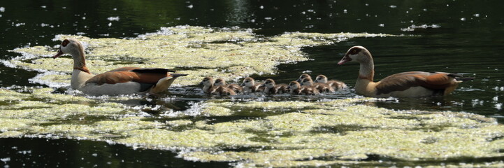 Nilg&auml;nse - Familie - Stockfoto