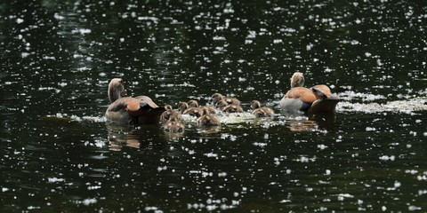 Nilgänse - Familie - Stockfoto