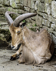 Barbary Sheep in captivity - adult