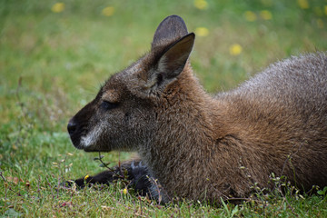 Sleepy Wallaby in captivity