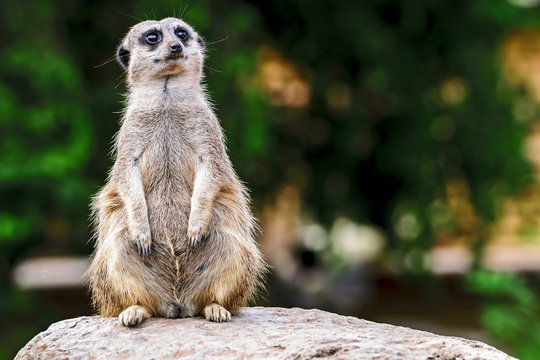 Meerkat in captivity - on guard © CharnwoodPhoto