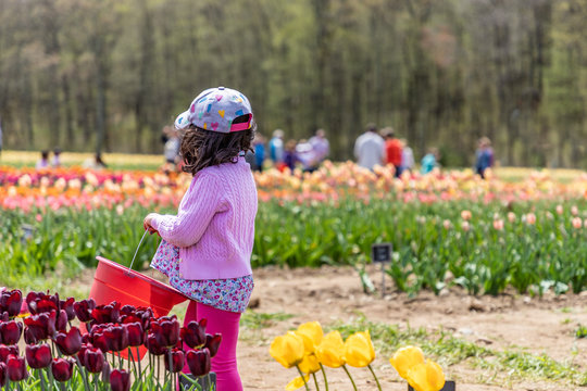 A young child is holding a red basket in a tulip farm