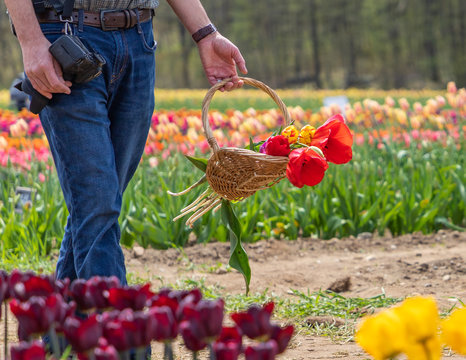 A hand of a man is holding a basket of tulip flowers