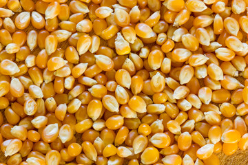 Corn for popcorn