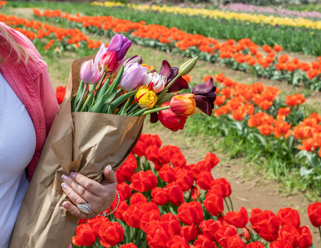 A hand of a woman standing by a tulip farm is holding a bouquet of tulip flowers