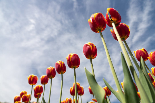 Shot of yellow tulip flowers against blue sky