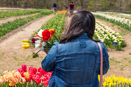 A woman view from the back is standing by a tulip farm and holding a bouquet of tulip flowers