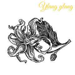 Aroma flowers. Ylang ylang. Engraving style. Vector ilustration.