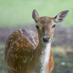 Damwild Damhirsch (Dama dama)