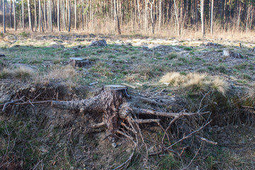 Pine stump, result of tree felling