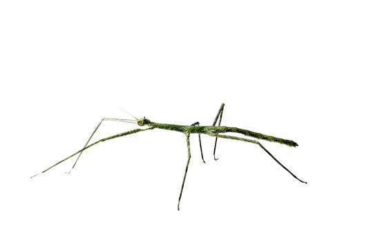 Annam Stick Insect. Annam Walking Stick.