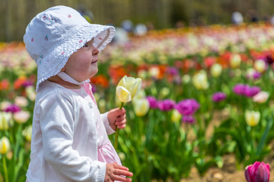 A toddler in a tulip farm is holding a yellow flower