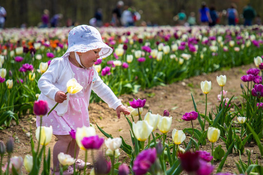 A toddler in a tulip farm is holding a yellow tulip and picking a flower
