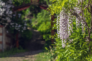 Closeup of pink flower clusters of an Wisteria in full bloom in spring.