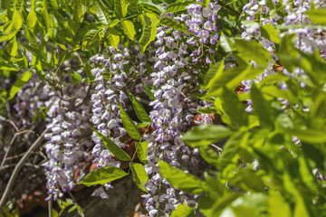 Closeup of pink flower clusters of an Wisteria in full bloom in spring.