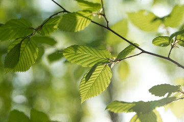 green leaves on the tree