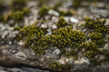 Beautiful colored lichen and moss on a tree branch in the forest