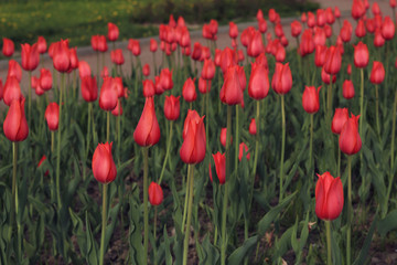 Fototapeta premium field with red tulips