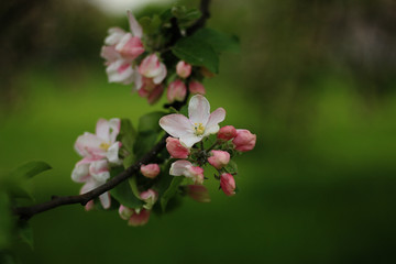 flowers of apple tree