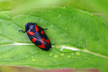 Eine Blutzikade mit Regentropfen auf einem Blatt