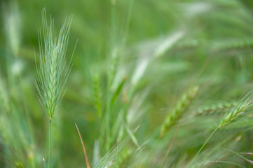Green grass background, wild plants, soft focus macro photo