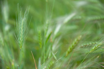 Green grass background, wild plants, soft focus macro photo