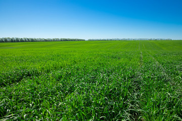 green field and blue sky with clouds