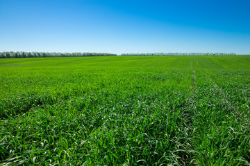 Fototapeta premium green field and blue sky with clouds