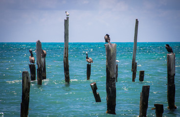 Pelicans on Wood Posts