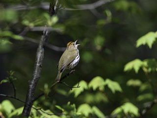 Ovenbird Singing in Spring