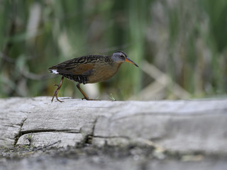Virginia Rail in Spring

