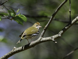 Ovenbird in Spring