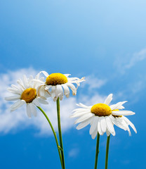 beautiful daisy flowers against blue sky