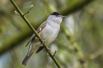 Obraz premium Eurasian blackcap (Sylvia atricapilla) foraging through branches of trees and bush