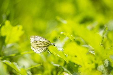 Green-veined white butterfly (Pieris napi)  resting ina meadow
