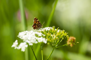 The Map butterfly (araschnia levana) top view Springtime brood