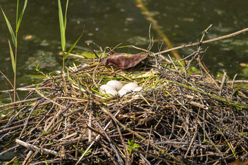 Closeup of a Eurasian coot (Fulica atra) sitting on a nest with eggs