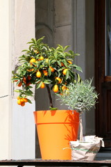 Topfpflanzen, Kumquat und Lavendel in Töpfen anpflanzen, ovale Kumquat, Fortunella margarita, Zwergorange, Balkonpflanzen, essbare Früchte im Miniformat