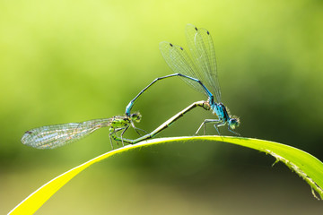 Closeup of two common bluetail Ischnura elegans damselflies mating wheel or heart