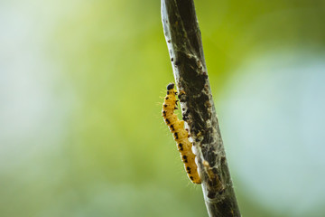 Closeup of a pest larvae caterpillars of the Yponomeutidae family or ermine moths, formed communal webs around a tree.