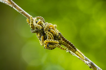 Closeup of a pest larvae caterpillars of the Yponomeutidae family or ermine moths, formed communal webs around a tree.