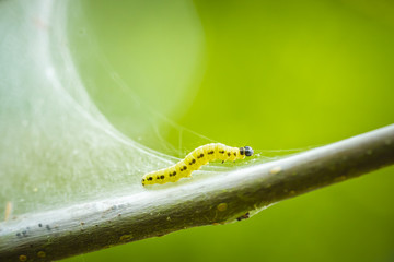 Closeup of a pest larvae caterpillars of the Yponomeutidae family or ermine moths, formed communal webs around a tree.