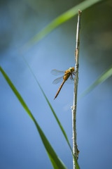 Closeup of a Green-eyed hawker dragonfly, Aeshna isoceles