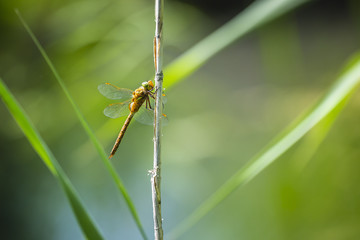 Closeup of a Green-eyed hawker dragonfly, Aeshna isoceles