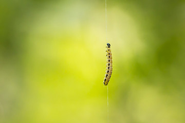 Closeup of a pest larvae caterpillars of the Yponomeutidae family or ermine moths, formed communal webs around a tree.