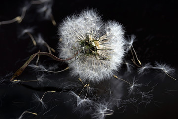 Vergehende Schönheit - Eine Pusteblume auf dunklem Untergrund