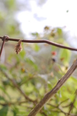 Small Cocoon on Wire Fence in Front of Berry Bush Background