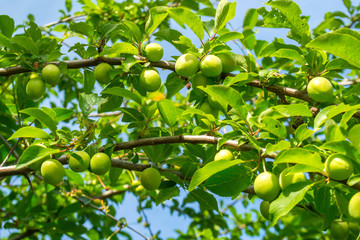 Green plum